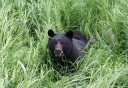 Photo of Ketchikan Black Bear & Wildlife Exploration Bears